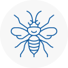 South Normanton Hornet Nest Removals