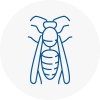 South Normanton Wasp Nest Removal
